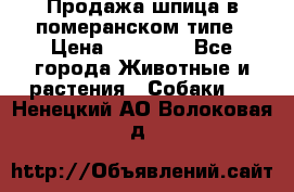 Продажа шпица в померанском типе › Цена ­ 20 000 - Все города Животные и растения » Собаки   . Ненецкий АО,Волоковая д.